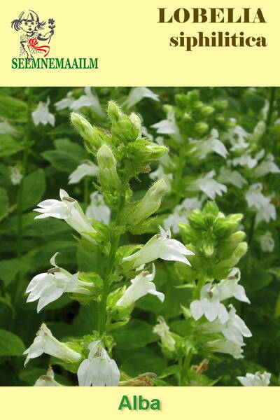 Лобелия сифилитика белая "Альба" (Lobelia siphilitica var. alba)